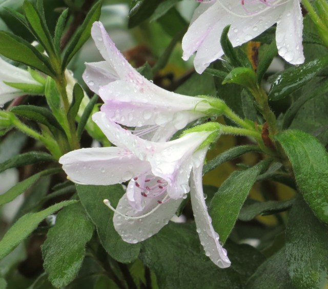 Look at this gorgeous azalea blooming in November! 