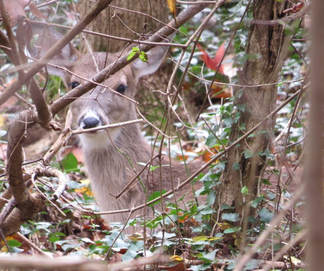 I like that look. They're just observing. They don't even seem anxious, just aware. 