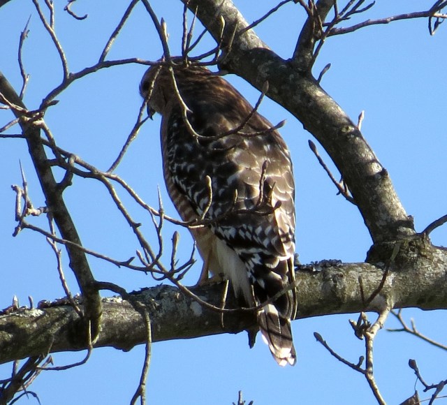 Red-shouldered hawk above a shopping center parking lot