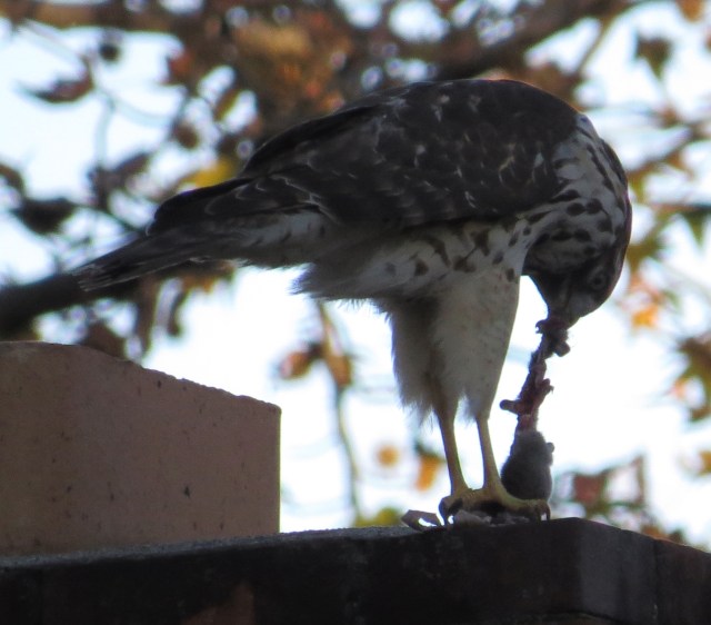 Neighborhood Red-tail, consuming a fresh caught mouse on Thanksgiving Day