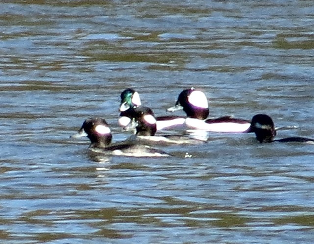 2 males and 3 female Buffleheads