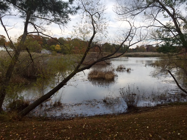 The creek behind Evelyn's mother's house - where Evelyn grew up! 
