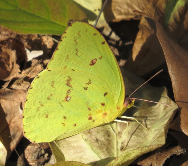Cloudless sulphur (Phoebis sennae)