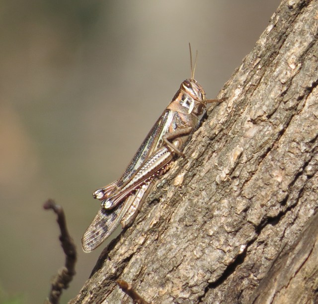 American Bird Grasshopper (Schistocerca americana)