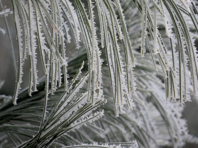 Frozen fog on pine needles