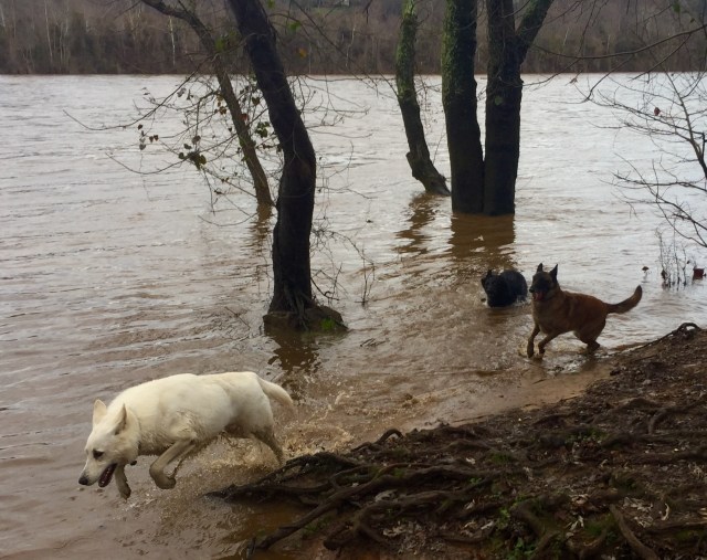 Dogs celebrating Christmas