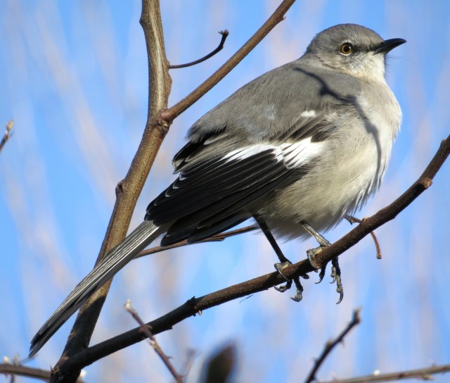 Mockingbird on a winter morning in Blacksburg