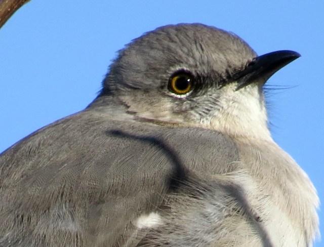 Closeup of the eye and head. I just love the detail.