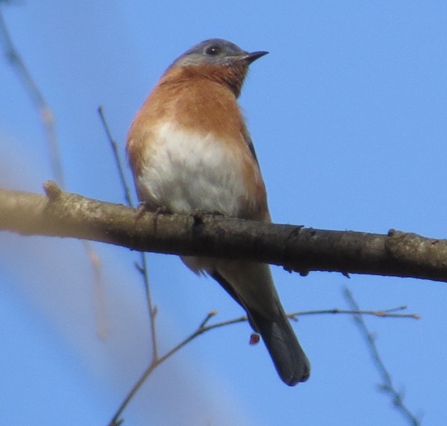 December bluebird at Pony Pasture