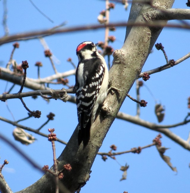 Male downy woodpecker at Pony Pasture