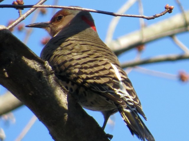 Northern Flicker