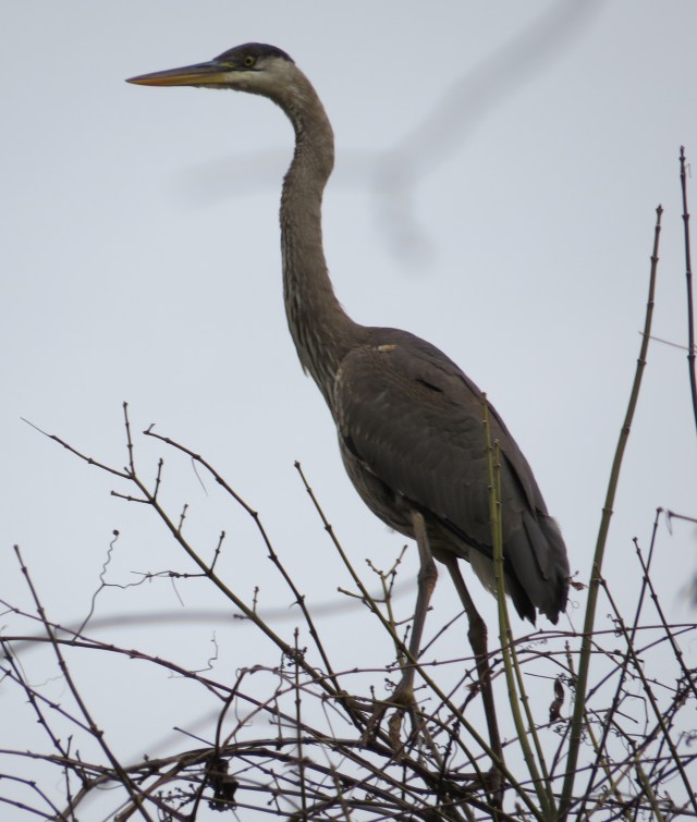 Great blue heron HIGH in a tree at Pony Pasture
