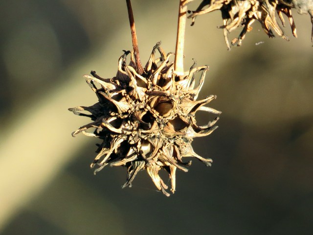 Sweetgum ball toasting in the sun