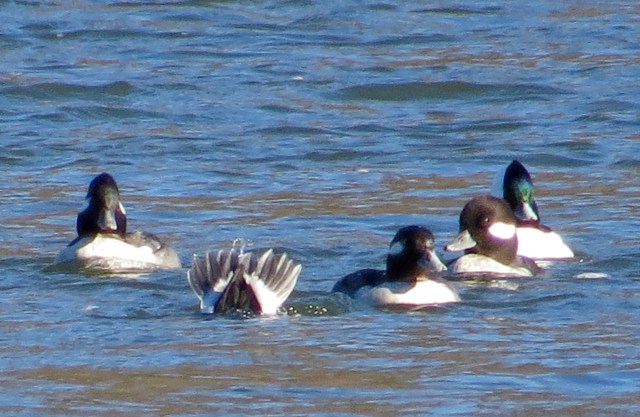 Somewhere, a bufflehead is always diving