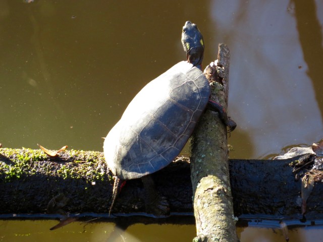 Mid-December turtle - crazy. 