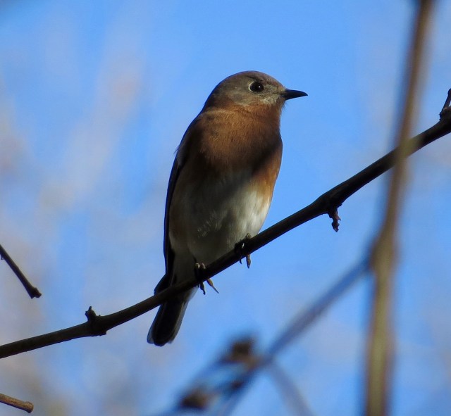 Pony Pasture bluebird