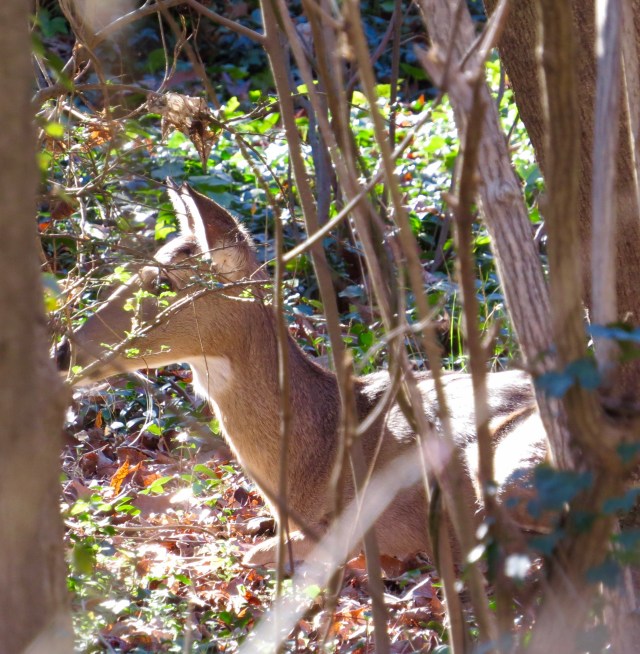 Watching the mailman: 