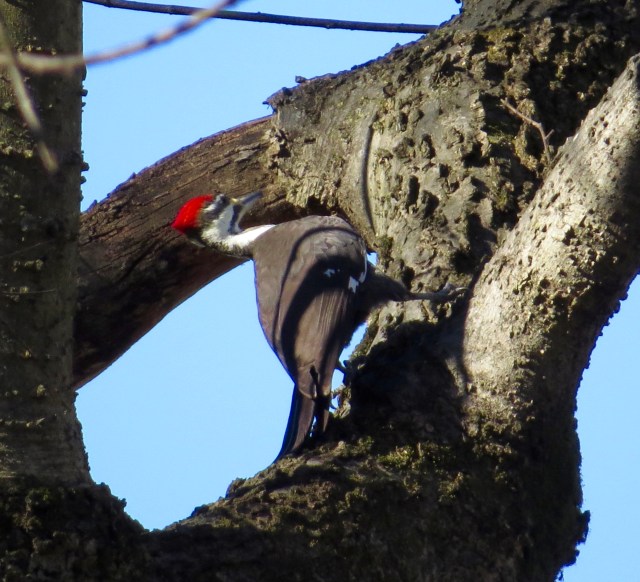 Female Pileated woodpecker 