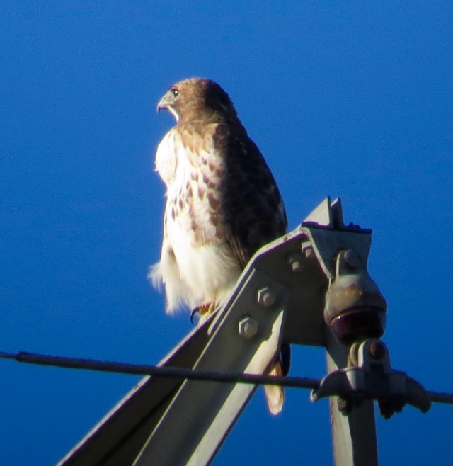 Female Red-tailed hawk with conspicuously bulging crop