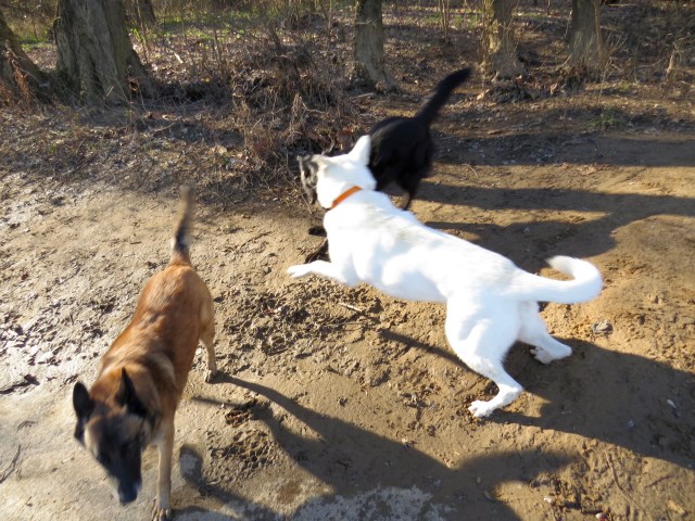 Yuki (white) and Mackey cavorting, Turner heads for the water's edge. 
