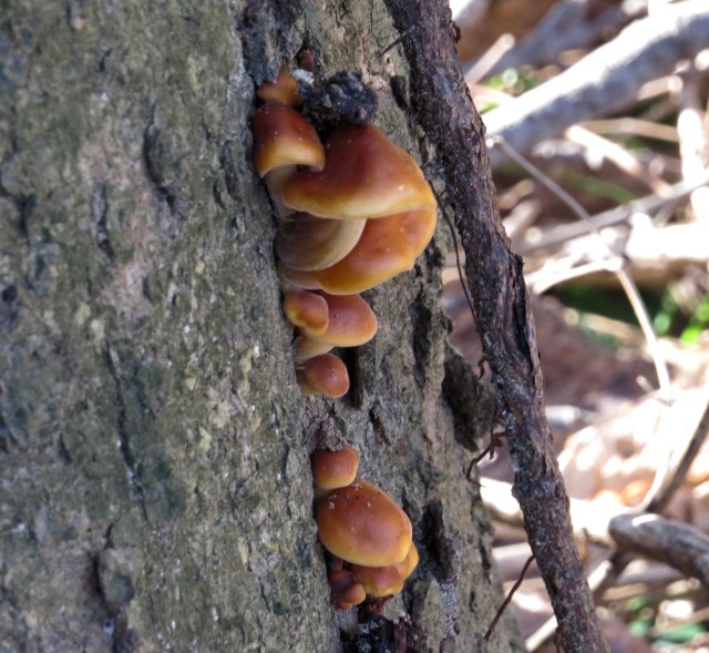 Unidentified orange fungus. Or mold. 