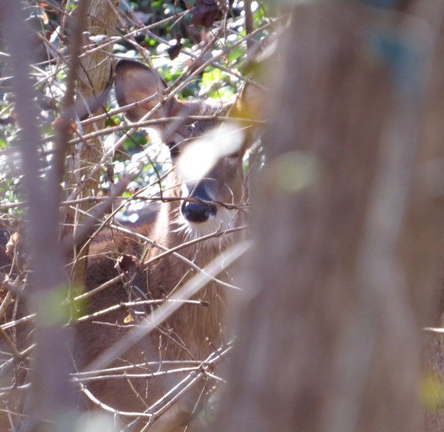 She's hard to pick out - look for her black nose near the center, an ear above that, and an eye