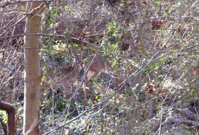 At least two visible deer - look hard - they blend in. 