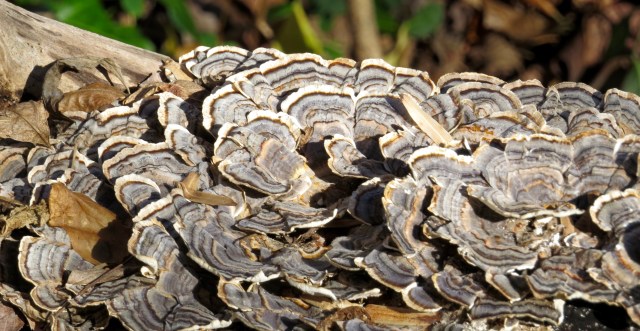 The "every living thing" mystery continues