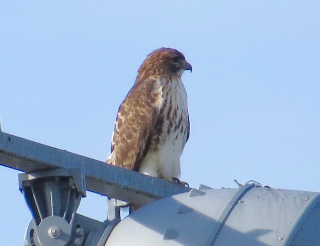 Back over the baseball field! The day school let out, the hawks went straight back to the baseball field for the first time since September. 