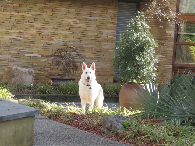 As a photographer, it's just fun to point your camera at a dog like Yuki. Look at that guy! 
