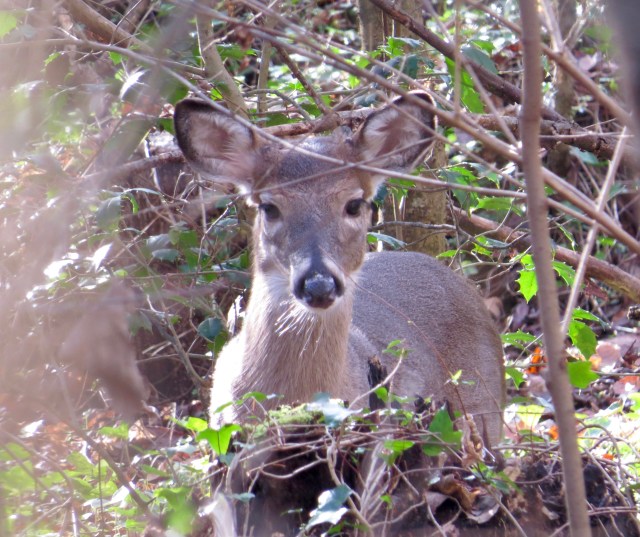 I never get tired of looking at these beauties