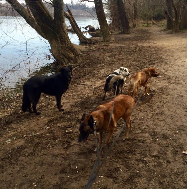 Striking fear into the hearts of raccoons wherever they wander. 