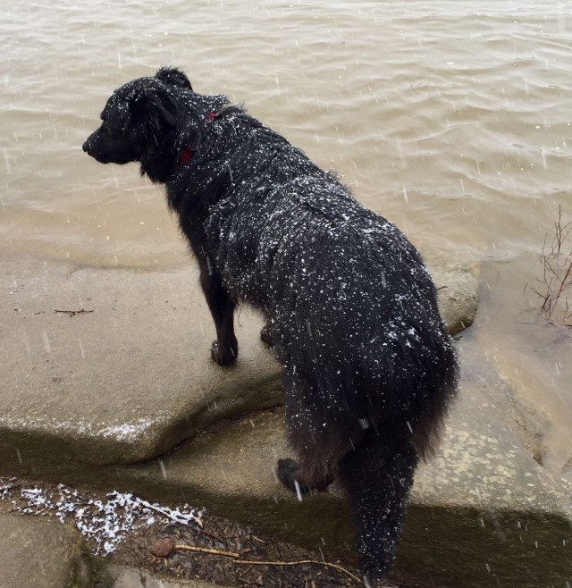 Reverse Dalmatian - Black dog with white spots