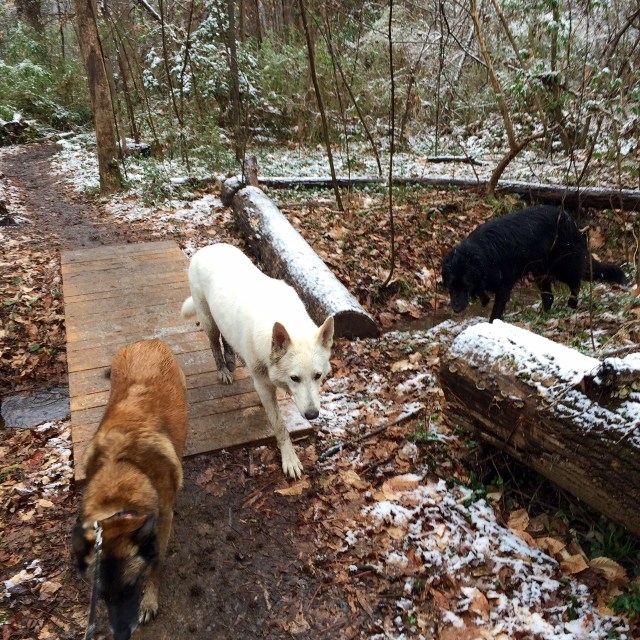 You just could not ask for better hiking companions. See Mackey on the right? Plus Yuki (white) and Turner (brown). 