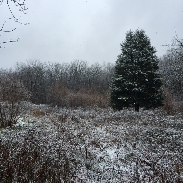 Snowy morning at Pony Pasture