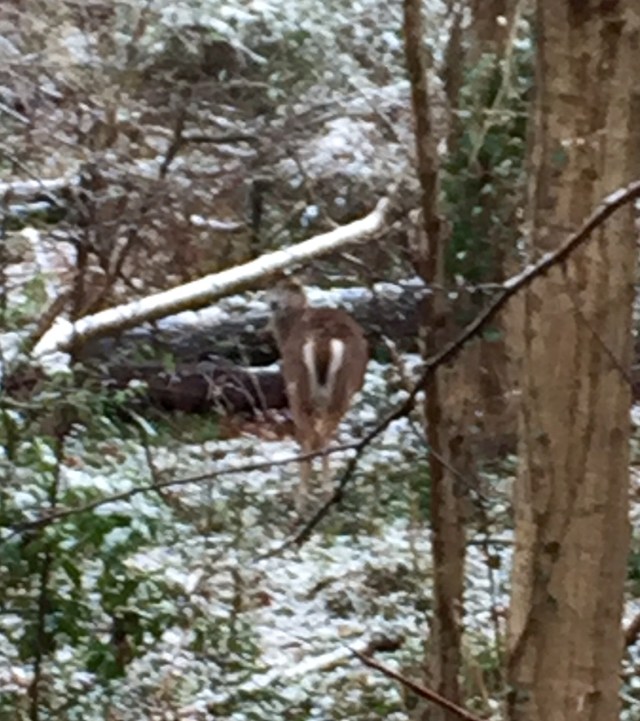 See her in the center? Look at that white snowy diagonal log - you'll need it in the next picture. 