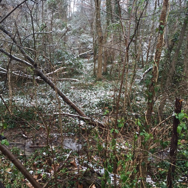 See her again? Under the snowy diagonal log? It's not easy but she's there. Look for her tail. 