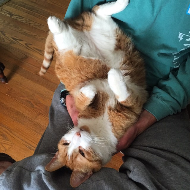 Happy kitty and a happy person