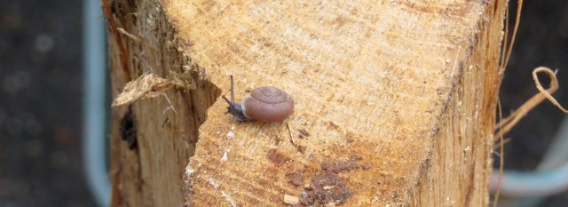 Snail on an oak log
