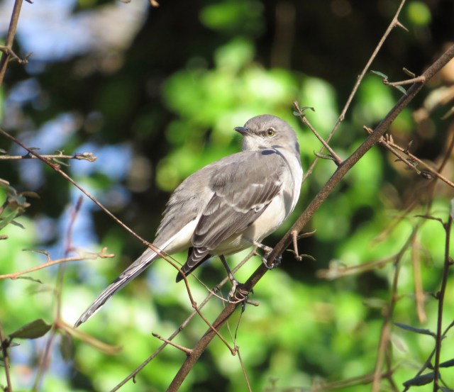 Mockingbird in the sun