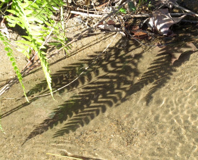 Fern shadow on a creek bottom