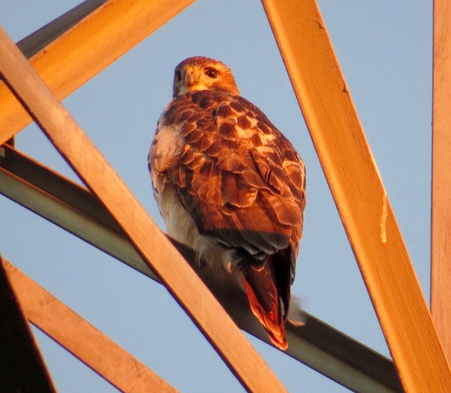 Red-tail minutes before sunset. Probably waiting for a late dinner to wander past. 