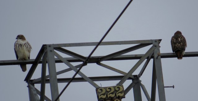 Red-tail pair on a gray winter morning
