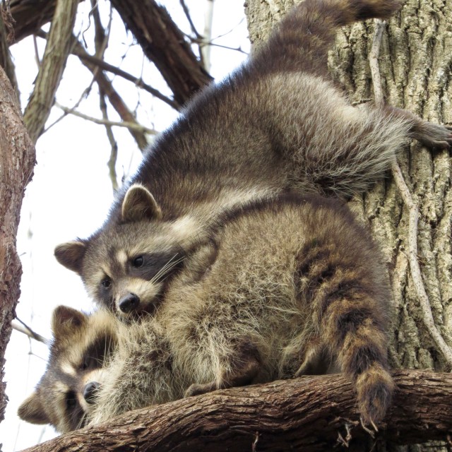 Turner surprised them in mid-frolic. 