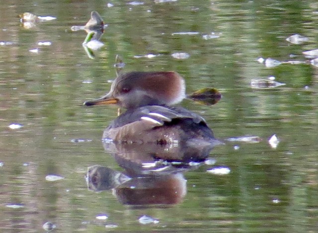 Female Hooded Merganser