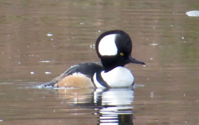 Handsome male Hooded Merganser at Bryan Park
