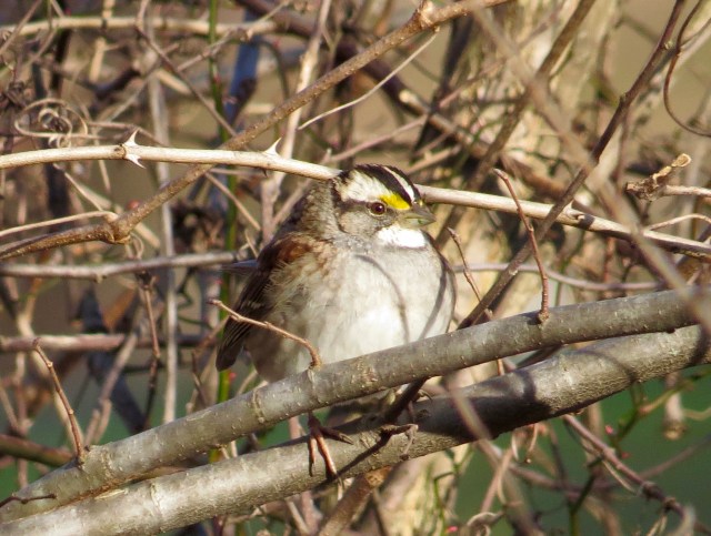 White-throated sparrow at Bryan Park