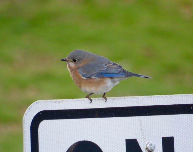 Eastern bluebird at guess-where