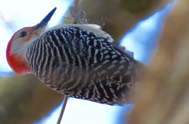 Red-bellied woodpecker at Bryan Park