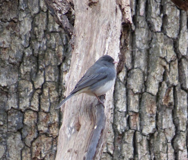 Dark-eyed junco at IBID
